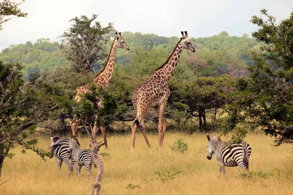 Giraffes in Selous 1