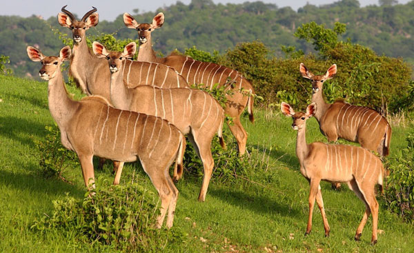 Ruaha Natianal Park