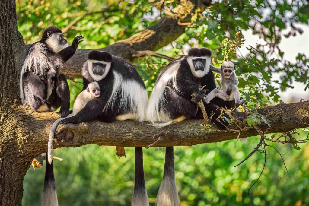 colobus aap 1