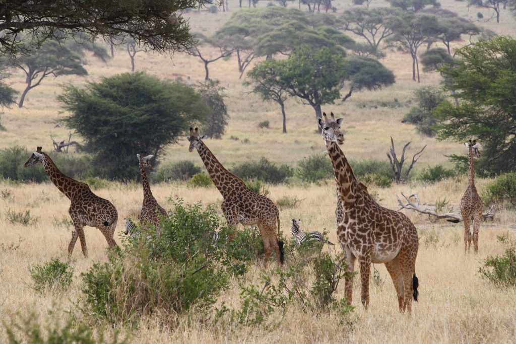 giraffe tarangire 1024x683 1