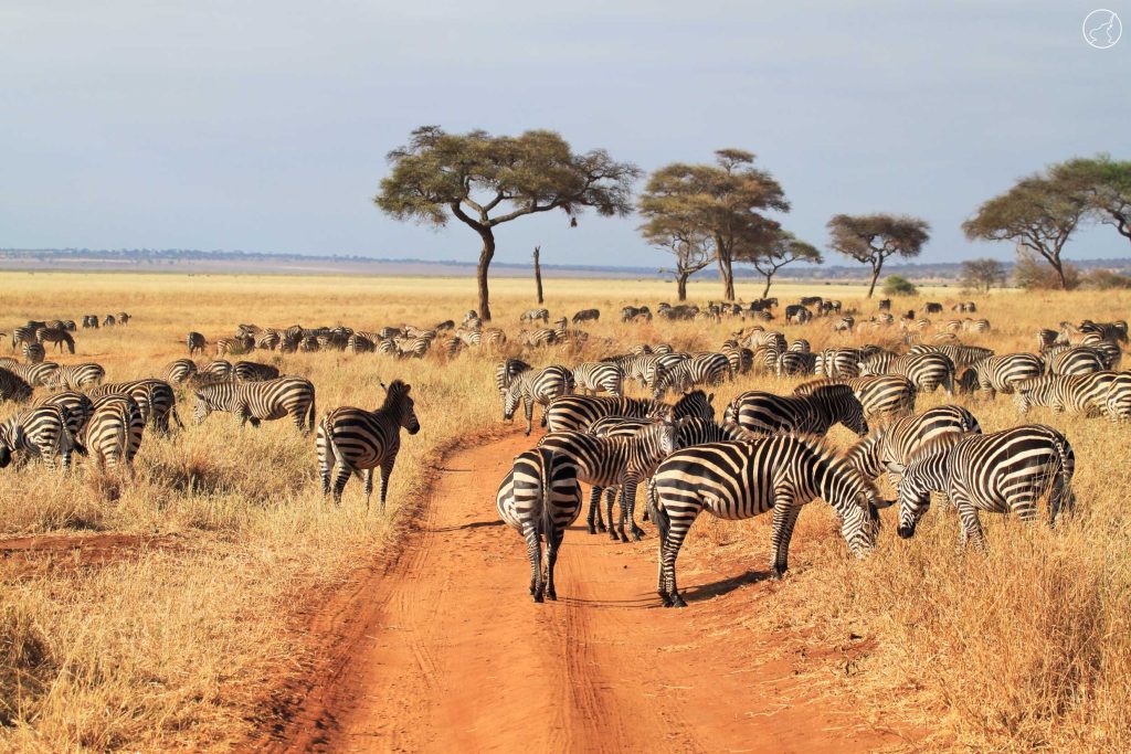 herd zebras tarangire park