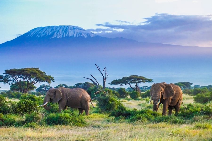 kilimanjaro np feature canva