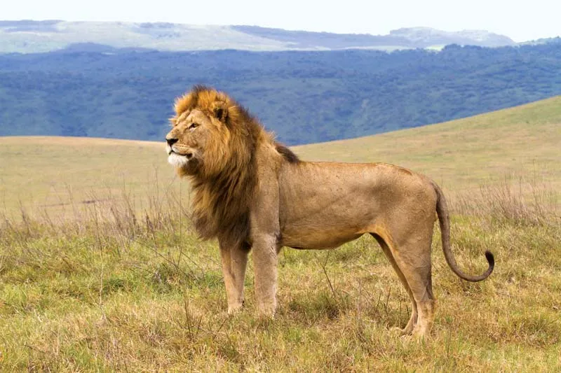lion Ngorongoro Conservation Area