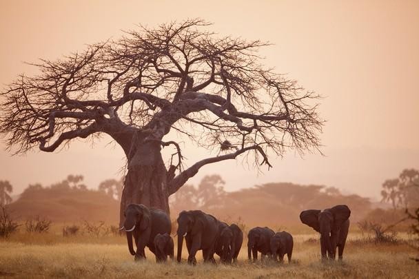 ruaha national park safari 3 1 1 1 1 1 1 2 1 1 1 1 1 1 1