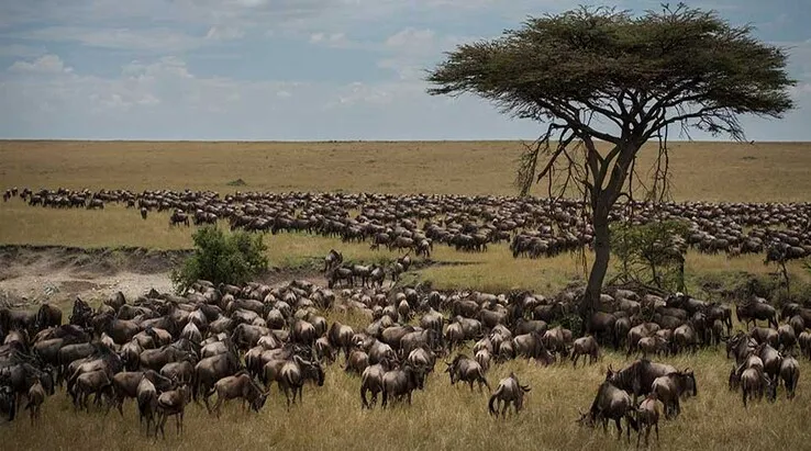 Tanzania in November: Wildlife Safari Experience in November Serengeti Wildebeest Migration In November / Tanzania in November